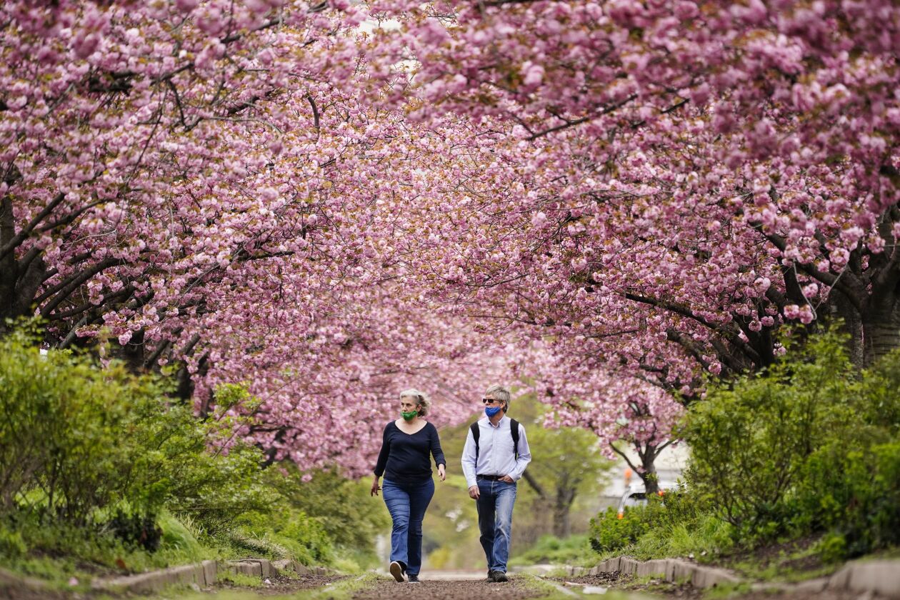People wearing face masks as a precaution against COVID-19 walk beneath blossoming cherry trees along Columbus Boulevard in Philadelphia, in April.